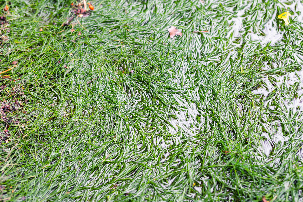 Close-up of a patch of green grass covered with wet pine needles and small pools of water, likely after rainfall.